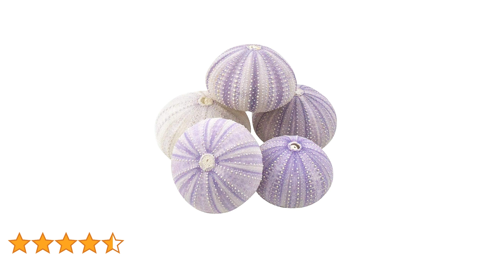 61r4FyOBTXL.jpg_BO30,255,255, 61r4FyOBTXL.jpg_BO30,255,255,